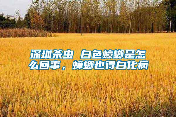深圳殺蟲(chóng) 白色蟑螂是怎么回事，蟑螂也得白化病