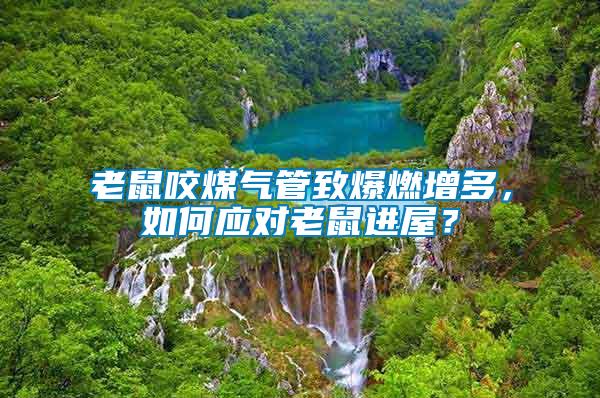 老鼠咬煤氣管致爆燃增多，如何應(yīng)對老鼠進(jìn)屋？