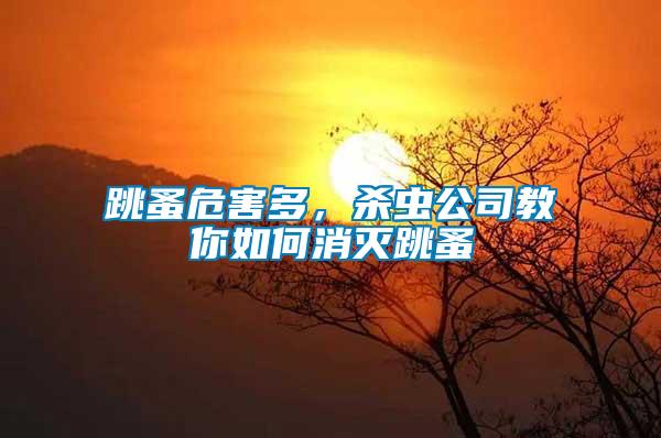跳蚤危害多，殺蟲公司教你如何消滅跳蚤