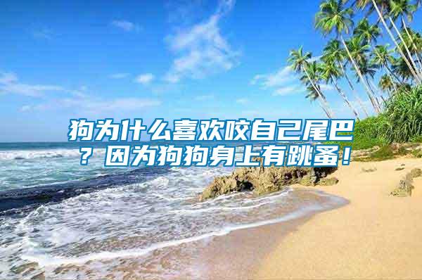 狗為什么喜歡咬自己尾巴？因為狗狗身上有跳蚤！