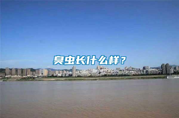 臭蟲(chóng)長(zhǎng)什么樣？