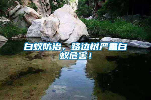 白蟻防治，路邊樹嚴(yán)重白蟻危害！