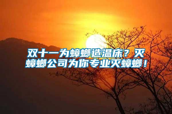 雙十一為蟑螂造溫床？滅蟑螂公司為你專業(yè)滅蟑螂！