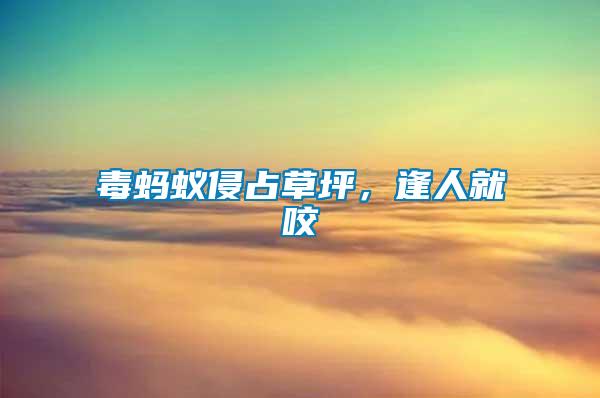 毒螞蟻侵占草坪，逢人就咬