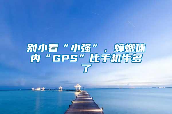 別小看“小強”，蟑螂體內“GPS”比手機牛多了