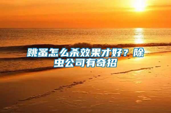 跳蚤怎么殺效果才好？除蟲公司有奇招