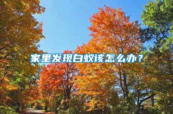 家里發(fā)現(xiàn)白蟻該怎么辦？