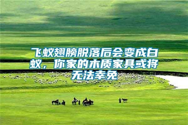 飛蟻翅膀脫落后會變成白蟻，你家的木質(zhì)家具或?qū)o法幸免