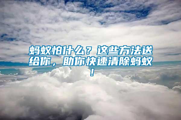 螞蟻怕什么？這些方法送給你，助你快速清除螞蟻！