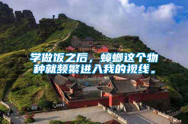 學(xué)做飯之后，蟑螂這個(gè)物種就頻繁進(jìn)入我的視線。