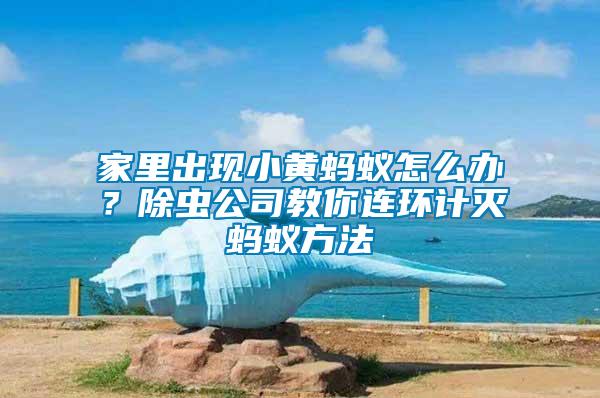 家里出現(xiàn)小黃螞蟻怎么辦？除蟲公司教你連環(huán)計滅螞蟻方法