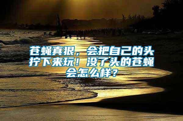 蒼蠅真狠，會把自己的頭擰下來玩！沒了頭的蒼蠅會怎么樣？