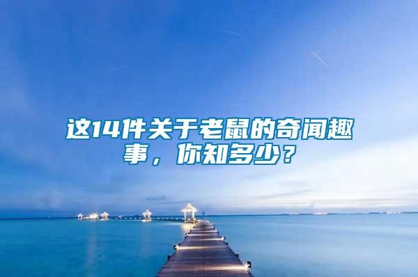 這14件關于老鼠的奇聞趣事，你知多少？