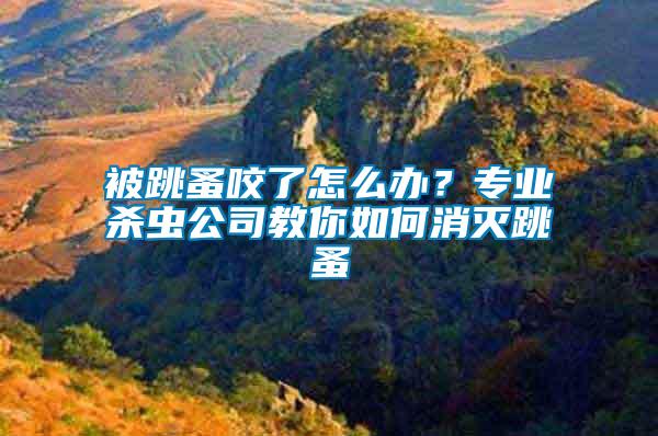 被跳蚤咬了怎么辦？專業(yè)殺蟲公司教你如何消滅跳蚤
