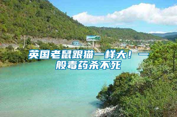 英國老鼠跟貓一樣大！一般毒藥殺不死
