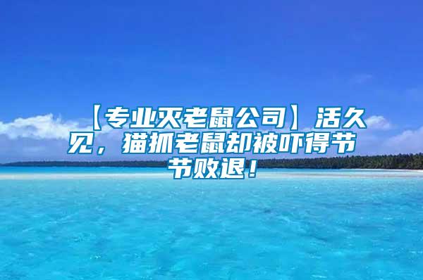 【專業滅老鼠公司】活久見，貓抓老鼠卻被嚇得節節敗退！