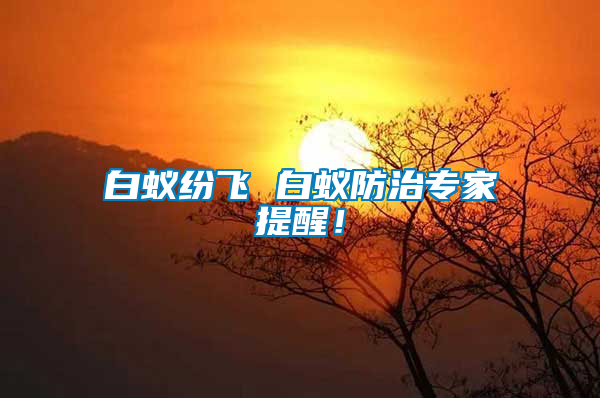 白蟻紛飛 白蟻防治專家提醒！