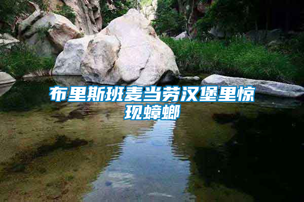 布里斯班麥當勞漢堡里驚現(xiàn)蟑螂
