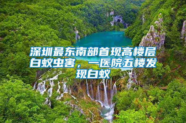 深圳最東南部首現(xiàn)高樓層白蟻蟲害，一醫(yī)院五樓發(fā)現(xiàn)白蟻