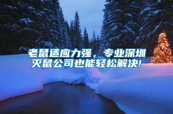 老鼠適應(yīng)力強(qiáng)，專業(yè)深圳滅鼠公司也能輕松解決!