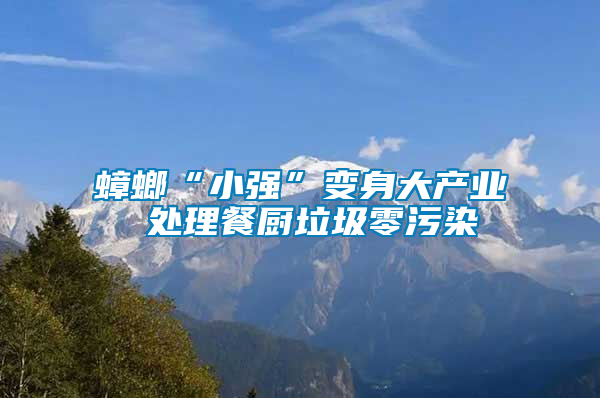 蟑螂“小強”變身大產業(yè) 處理餐廚垃圾零污染