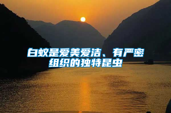 白蟻是愛美愛潔、有嚴密組織的獨特昆蟲